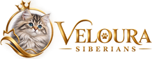 Veloura Siberians